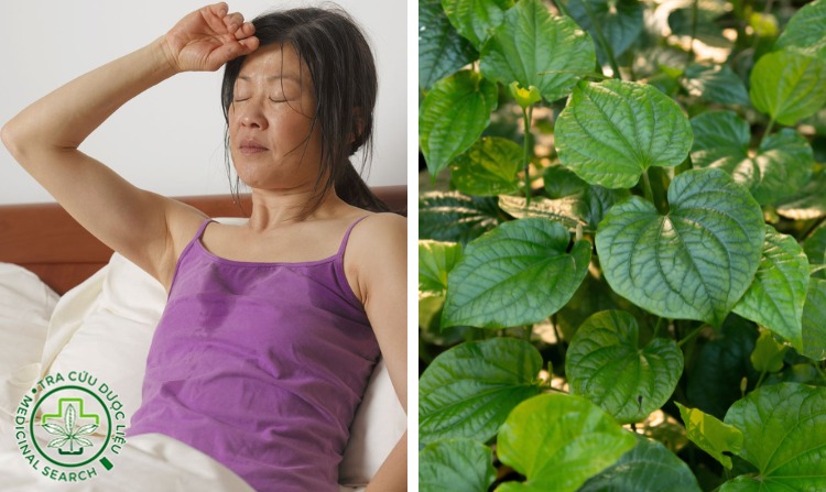 2.7. Chữa bệnh ra mồ hôi nhiều bằng lá lốt 1 2.7. Chữa bệnh ra mồ hôi nhiều bằng lá lốt 1