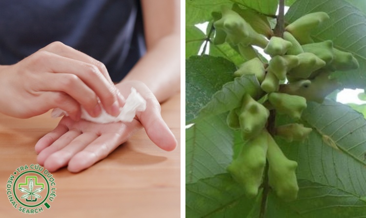 2.3. Chữa bệnh ra mồ hôi nhiều bằng cây muối 1 2.3. Chữa bệnh ra mồ hôi nhiều bằng cây muối 1