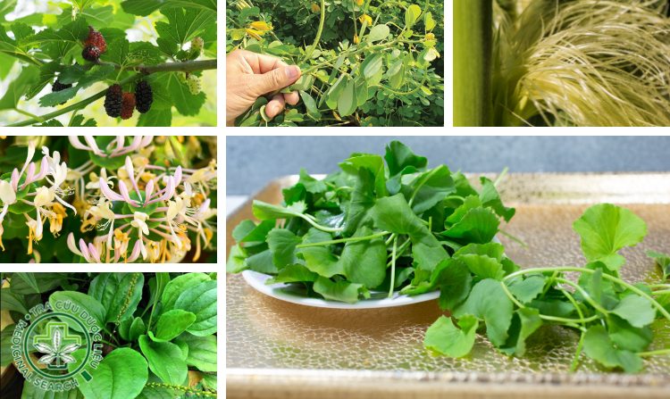 2.8. Chữa bệnh ra mồ hôi nhiều bằng rau má 1 2.8. Chữa bệnh ra mồ hôi nhiều bằng rau má 1