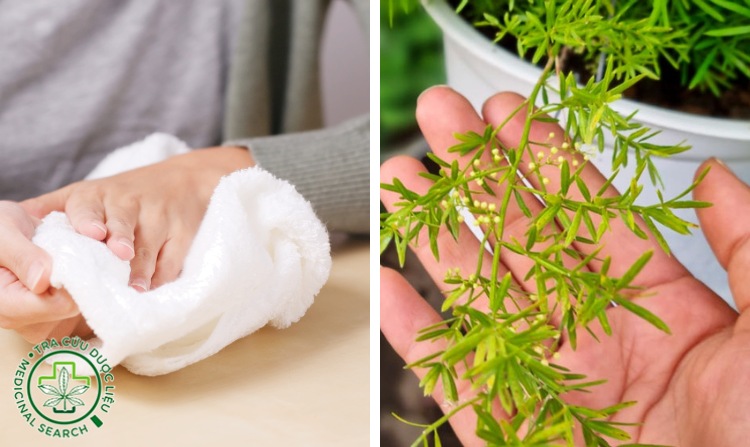 2.5. Chữa bệnh ra mồ hôi nhiều bằng thiên môn đông 1 2.5. Chữa bệnh ra mồ hôi nhiều bằng thiên môn đông 1