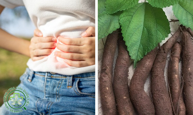 2.7. Chữa sa tử cung bằng củ gai 1