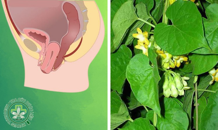 2.5. Chữa sa tử cung bằng lá thiên lý 1