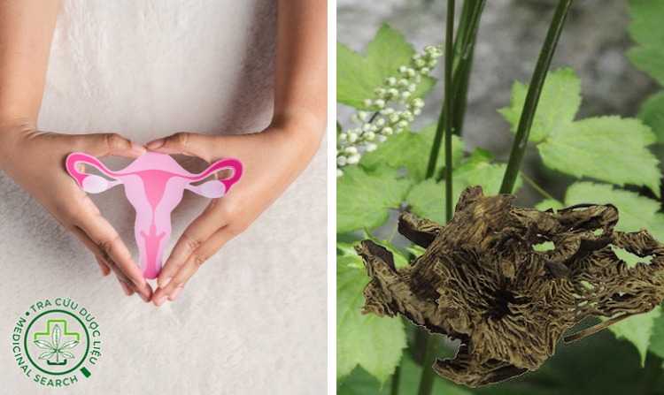 2.3. Chữa sa tử cung bằng cây thăng ma 1