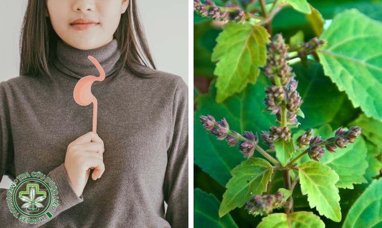 2. Chữa trào ngược dạ dày bằng hoắc hương 1 2. Chữa trào ngược dạ dày bằng hoắc hương 1