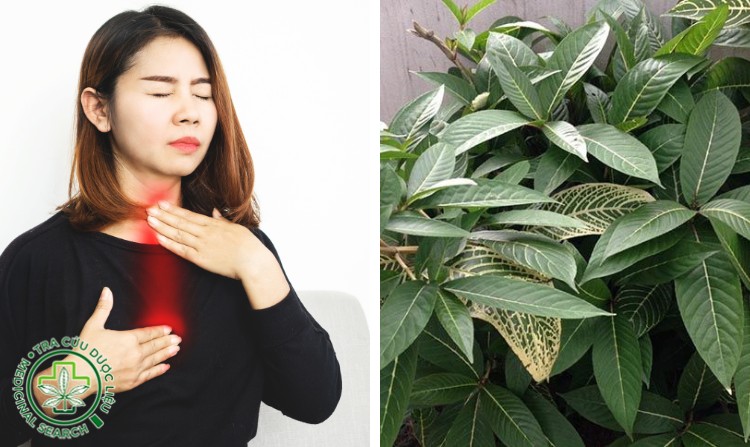 7. Chữa trào ngược dạ dày bằng cây lá khôi 1 7. Chữa trào ngược dạ dày bằng cây lá khôi 1