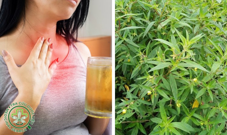 3. Chữa trào ngược dạ dày bằng cây rau mương 1 3. Chữa trào ngược dạ dày bằng cây rau mương 1