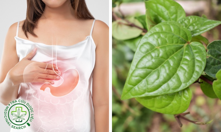 5. Chữa trào ngược dạ dày hiệu quả bằng trầu không 1 5. Chữa trào ngược dạ dày hiệu quả bằng trầu không 1