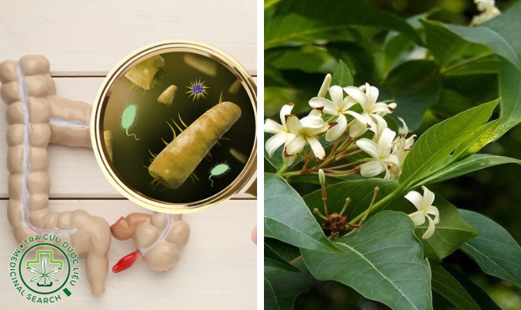 10. Giải pháp chữa viêm đại tràng bằng hoa mộc trắng 1