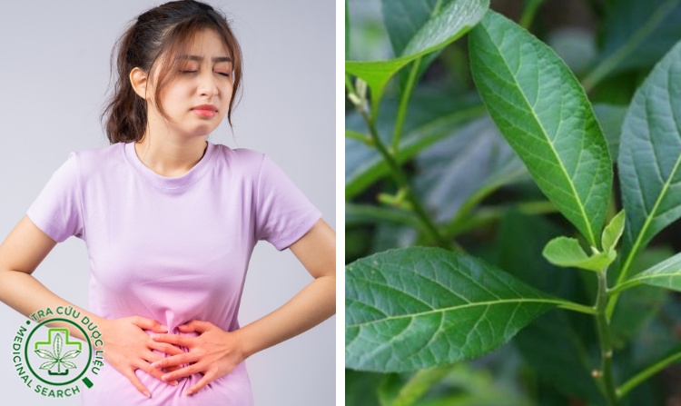 8. Chữa viêm đại tràng bằng cây thuốc nam mật gấu 1