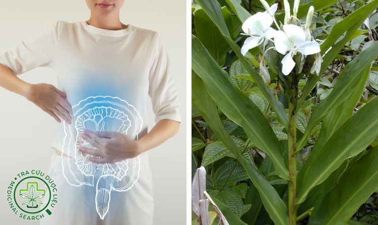 12. Chữa viêm đại tràng bằng ngải tiên 1