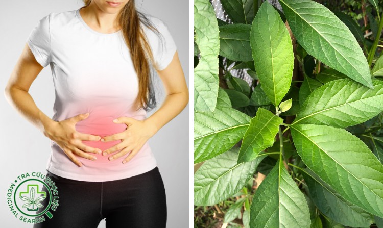 2. Chữa viêm đại tràng bằng cây chè đắng 1