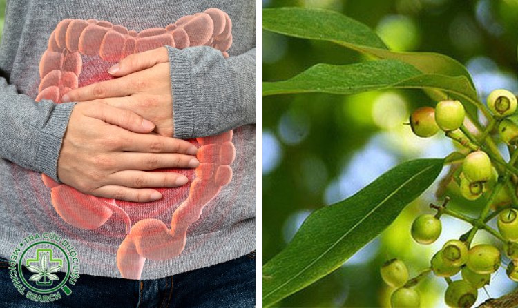 6. Khỏi viêm đại tràng nhờ lá vối 1