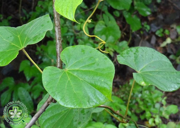 2.2. Chữa đau vai gáy bằng lá dây đau xương 1