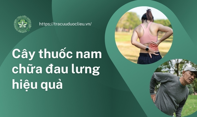 Khám phá 10 cây thuốc nam chữa đau lưng hiệu quả 1 Khám phá 10 cây thuốc nam chữa đau lưng hiệu quả 1