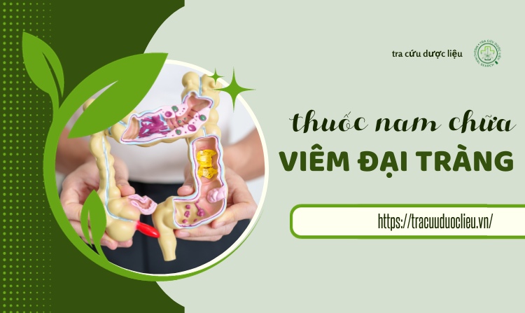 Tổng hợp 12 cây thuốc nam chữa bệnh viêm đại tràng 1