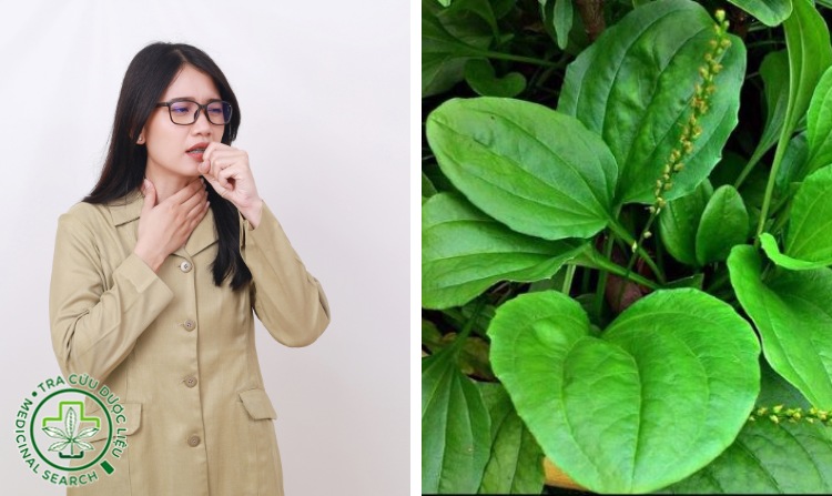 8. Trị ho hiệu quả nhờ cây mã đề 1 8. Trị ho hiệu quả nhờ cây mã đề 1