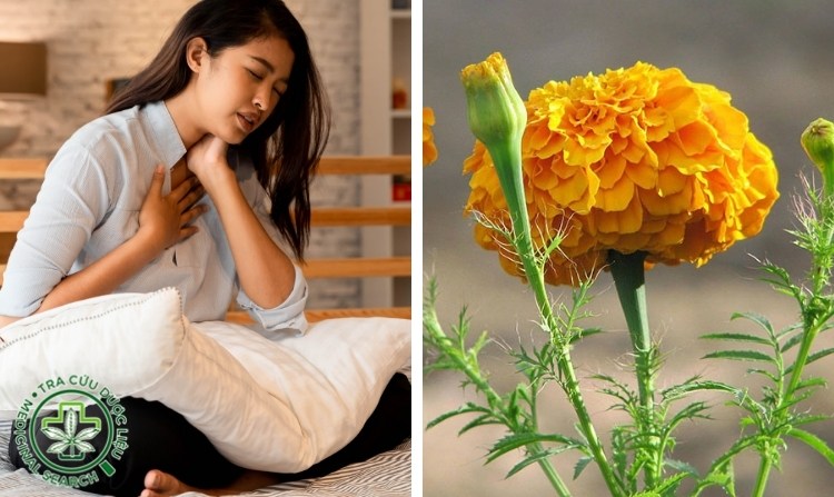 6. Phương pháp trị ho hiệu quả nhờ cúc vạn thọ 1 6. Phương pháp trị ho hiệu quả nhờ cúc vạn thọ 1