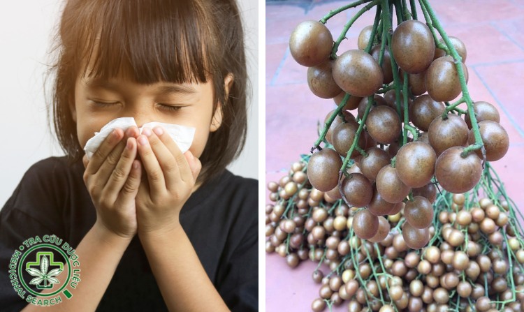 5. Trị ho hiệu quả nhờ cây quất hồng bì 1 5. Trị ho hiệu quả nhờ cây quất hồng bì 1