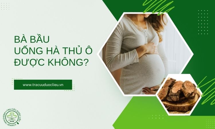 Bà bầu hoặc cho con bú có uống hà thủ ô được không? 1 Bà bầu hoặc cho con bú có uống hà thủ ô được không? 1