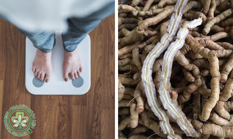 2. Ba kích giúp tăng cân hiệu quả 1 2. Ba kích giúp tăng cân hiệu quả 1