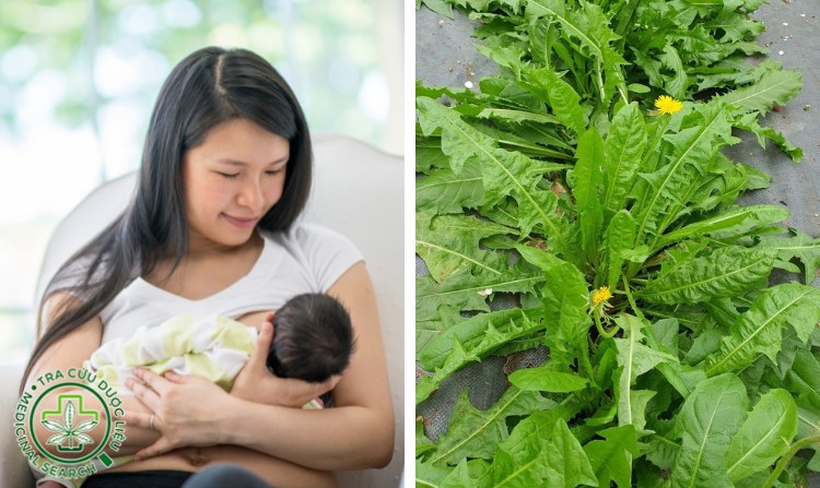 4. Lợi sữa cho mẹ nhờ cây bồ công anh 1 4. Lợi sữa cho mẹ nhờ cây bồ công anh 1