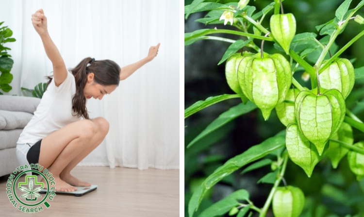 4. Cây lồng đèn - giải pháp tăng cân cho người bị gầy 1 4. Cây lồng đèn - giải pháp tăng cân cho người bị gầy 1