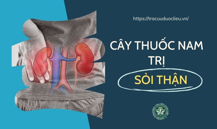 Bật mí 10 cây thuốc nam trị sỏi thận siêu tốt 1 Bật mí 10 cây thuốc nam trị sỏi thận siêu tốt 1
