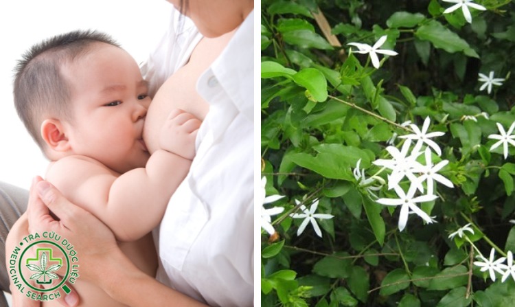 6. Chè vằng có tác dụng lợi sữa hiệu quả 1 6. Chè vằng có tác dụng lợi sữa hiệu quả 1