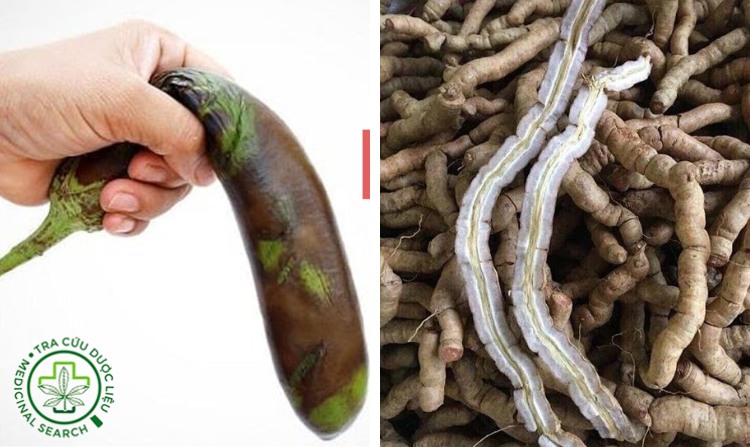 2. Ba kích - thảo dược tốt cho sinh lý nam 1