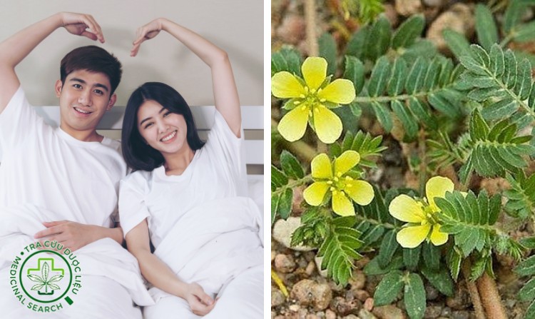 9. Bạch tật lê giúp cải thiện chức năng sinh lý nam 1