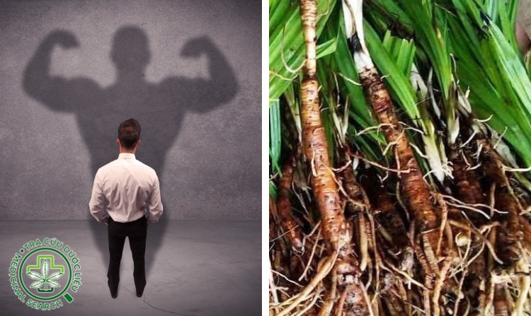 3. Sâm cau giúp tăng cường sinh lý nam 1