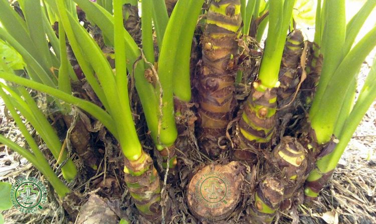 Cây ráy thường dùng để làm gì? 1