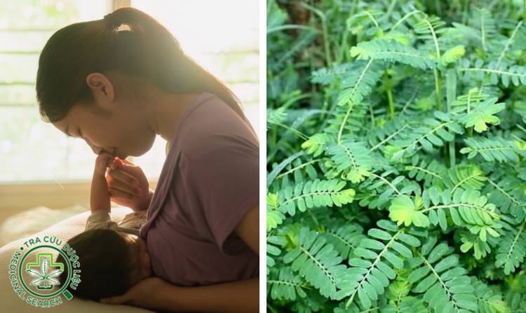 10. Lợi sữa nhờ cây diệp hạ châu 1 10. Lợi sữa nhờ cây diệp hạ châu 1
