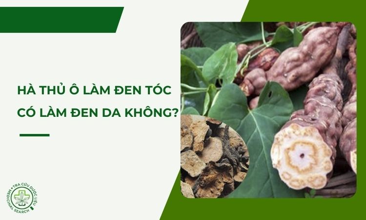 Hà thủ ô làm đen tóc, vậy nó có làm đen da không? 1 Hà thủ ô làm đen tóc, vậy nó có làm đen da không? 1