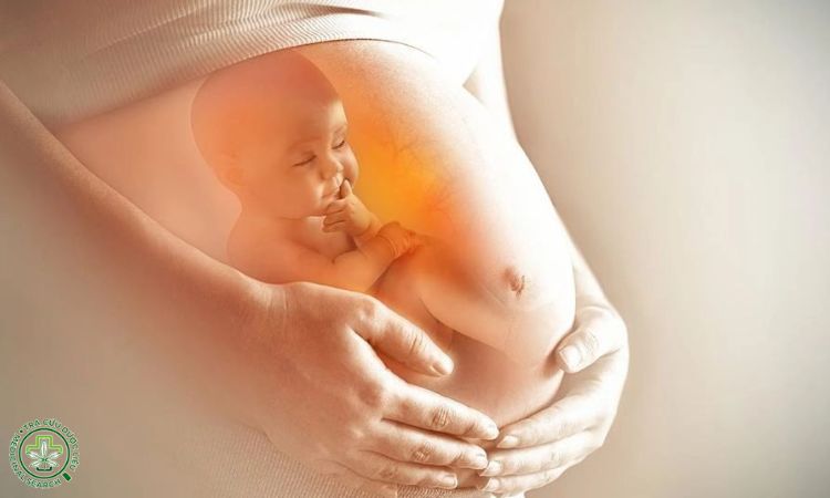 Chưa có chứng minh an toàn với thai nhi 1 Chưa có chứng minh an toàn với thai nhi 1