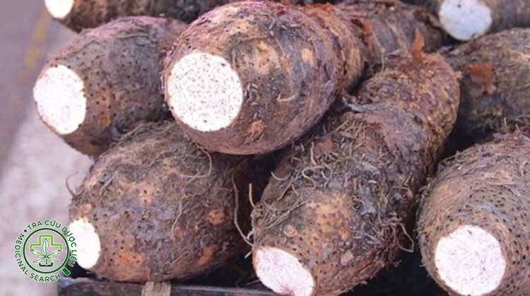 Lưu ý khi sử dụng củ ráy chữa bệnh 1