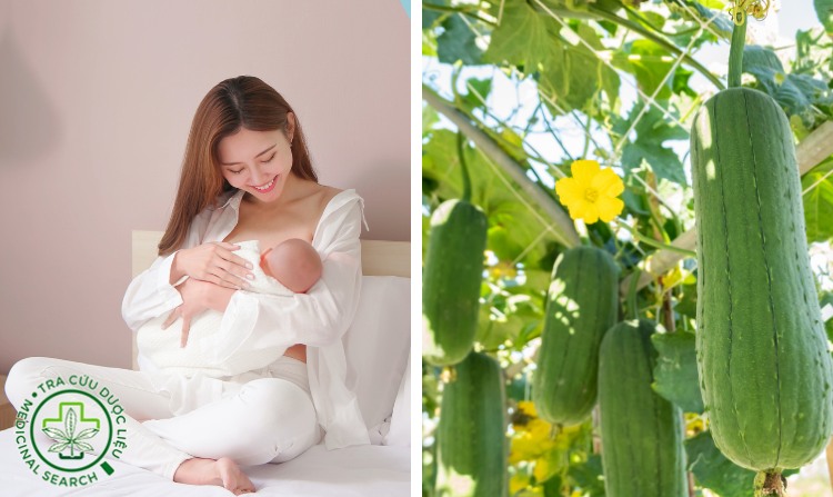 12. Giúp mẹ bầu lợi sữa nhờ cây mướp 1 12. Giúp mẹ bầu lợi sữa nhờ cây mướp 1