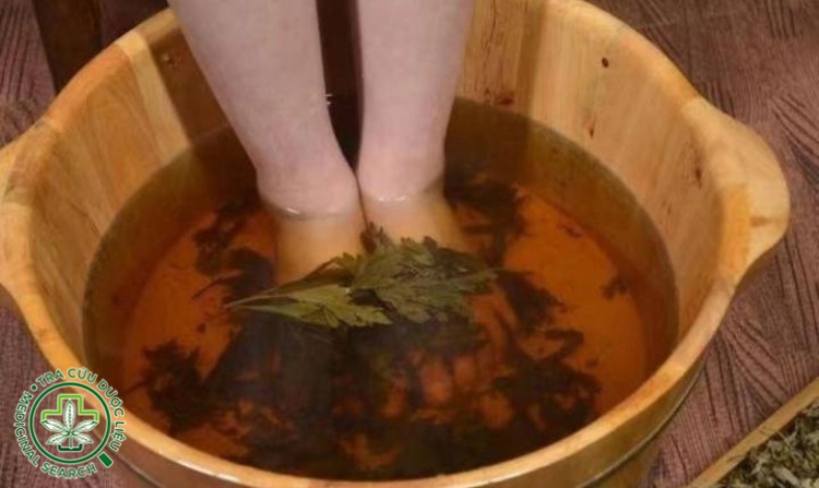 1.11. Nước ngâm chân đinh lăng giúp ngủ ngon giấc hơn 1