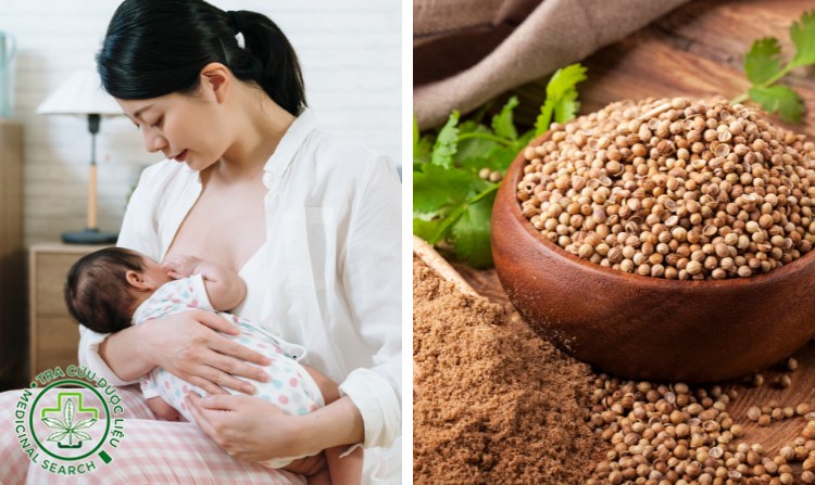 8. Lợi sữa nhờ cây rau mùi 1 8. Lợi sữa nhờ cây rau mùi 1