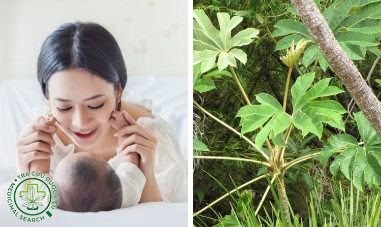 2. Cây thông thảo giúp lợi sữa rất tốt 1 2. Cây thông thảo giúp lợi sữa rất tốt 1