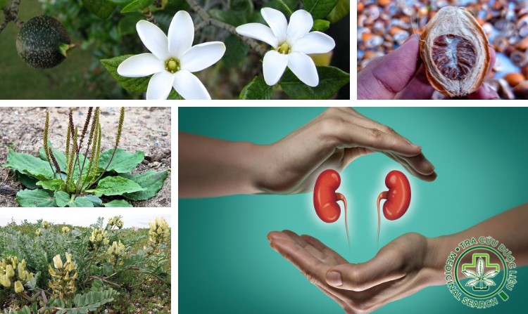 3. Một số loại thuốc nam có công dụng bổ thận 1