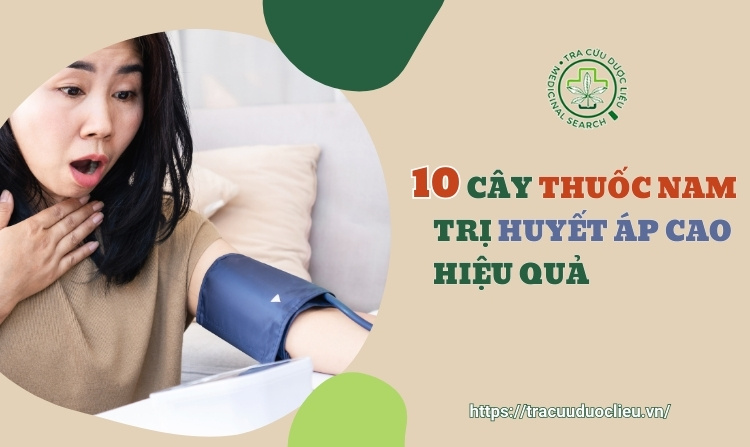 Tìm hiểu ngay 10 cây thuốc nam trị huyết áp cao 1 Tìm hiểu ngay 10 cây thuốc nam trị huyết áp cao 1