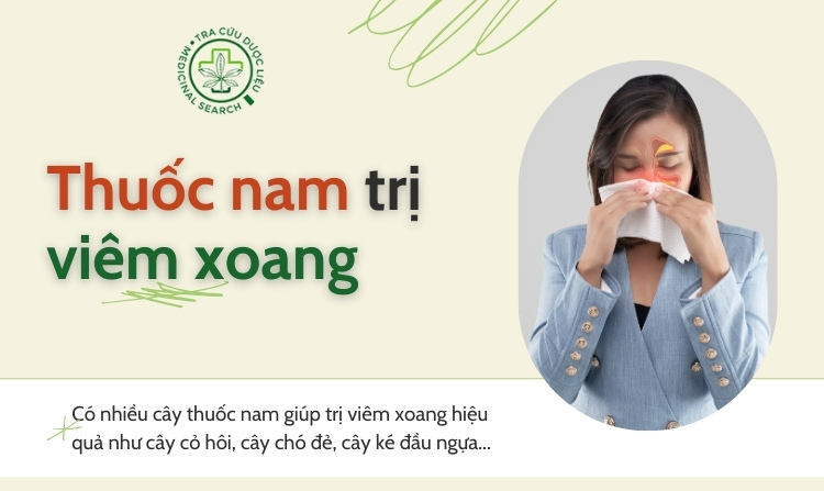 Khám phá tác dụng của 12 cây thuốc nam trị viêm xoang 1