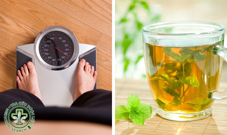 6. Bạc hà - thảo dược tăng cảm giác thèm ăn giúp tăng cân 1 6. Bạc hà - thảo dược tăng cảm giác thèm ăn giúp tăng cân 1