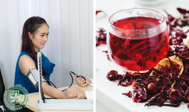 5. Trị huyết áp cao bằng cây bụp giấm 1 5. Trị huyết áp cao bằng cây bụp giấm 1