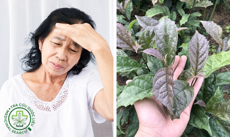 9. Trị huyết áp cao bằng cây xạ đen 1 9. Trị huyết áp cao bằng cây xạ đen 1