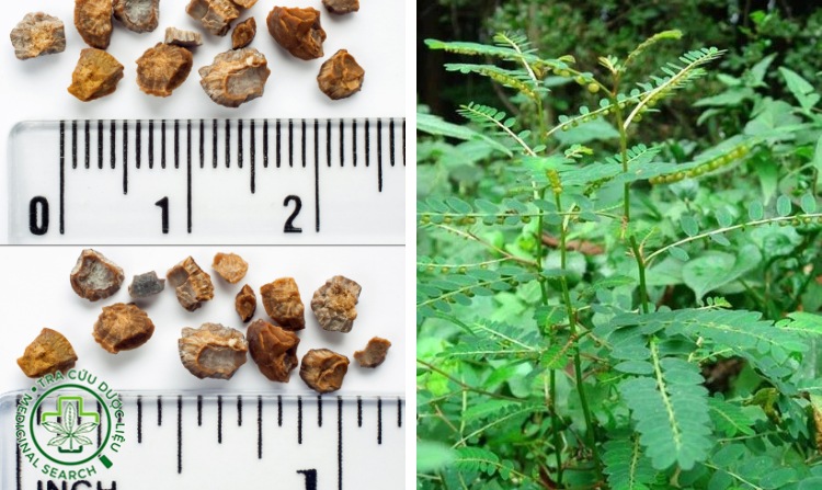 2. Trị sỏi thận bằng cây chó đẻ 1 2. Trị sỏi thận bằng cây chó đẻ 1