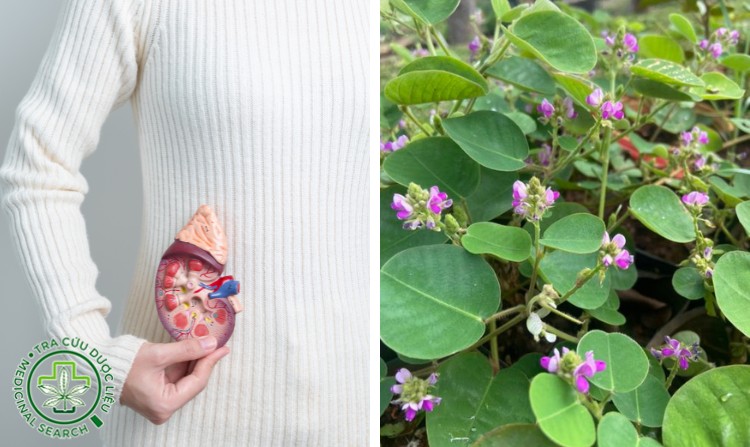 4. Kim tiền thảo - cây thuốc quý cho người sỏi thận 1 4. Kim tiền thảo - cây thuốc quý cho người sỏi thận 1