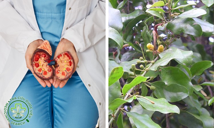 10. Trị sỏi thận bằng cây tầm gửi gạo 1 10. Trị sỏi thận bằng cây tầm gửi gạo 1