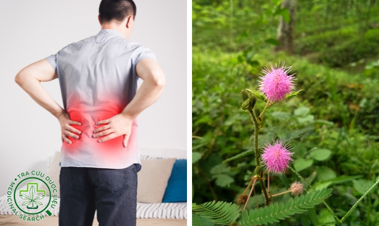 8. Trị sỏi thận bằng cây xấu hổ 1 8. Trị sỏi thận bằng cây xấu hổ 1